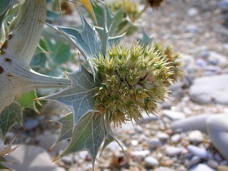 Eryngium maritimum / Calcatreppola marittima